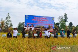 Nabire kembangkan padi biofortifit dukung ketahanan pangan
