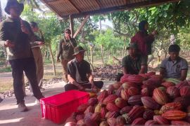 Sistem koperasi buat harga panen kakao petani Jembrana stabil