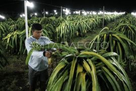 OJK: Perbankan tambah penyaluran kredit optimalkan PED di Kalimantan Tengah