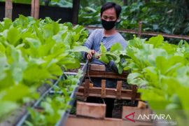 Pemkot Cimahi perkuat ketersediaan pangan lewat urban farming saat kemarau