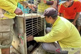 BKSDA Kalsel selamatkan orang utan liar dari kebun warga