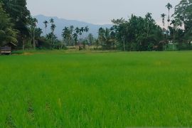 Produksi padi di Agam capai 77.612 ton selama enam bulan