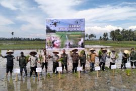 Pemkab Aceh Utara gencarkan tanam padi serempak