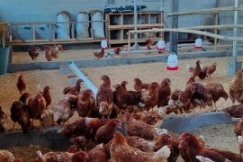Warga Pulau Panggang sulap lahan terbatas jadi peternakan ayam