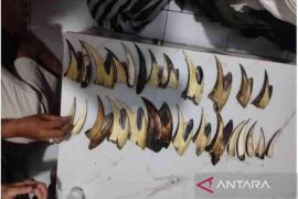 Kemenhut tangkap pengedar sisik trenggiling dan paruh rangkong di Padang