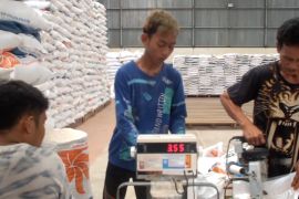 Bulog Bangka serap 3.300 ton gabah petani