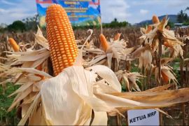 Bulog Papua serap 398 ton jagung dari petani