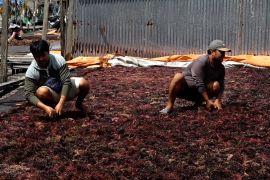 Melihat sentra produksi rumput laut terbesar di perbatasan RI-Malaysia