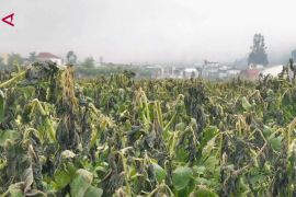 Embun upas rusak 30 hektare lahan kentang di Dieng