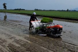 Kaltim terapkan pola tanam PM-AAS untuk produksi padi cetak sawah