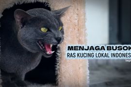 Menjaga busok, ras kucing lokal Indonesia (bagian 1)