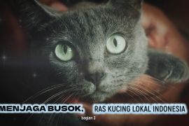 Menjaga busok, ras kucing lokal Indonesia (bagian 3)