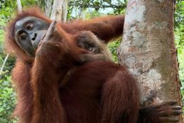 Bayi orang utan lahir di CA Jantho Aceh