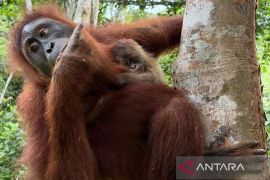 Jelang HUT RI, Kemenhut umumkan bayi orang utan lahir di CA Jantho