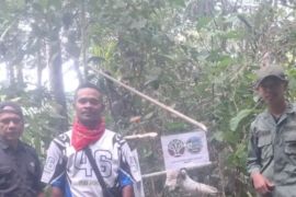 BKSDA Maluku melepasliarkan dua kakaktua koki di Hutan Adat Karangguli di Kepulauan Aru