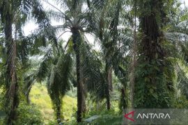 Pemkab Bengkulu Tengah usulkan 212 hektare program replanting sawit