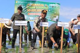 Tapin percepat tanam 846 hektare dukung swasembada pangan