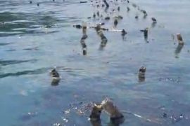 Pantai tiga desa di Semau Kabupaten Kupang terpapar tumpahan oli