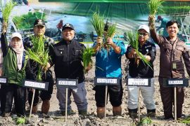 Berau cetak 2.000 hektare sawah untuk perkuat ketahanan pangan