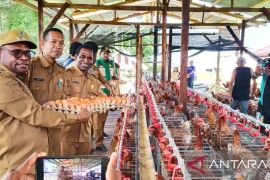 Pemkot Sorong berdayakan peternak OAP pasok telur program MBG