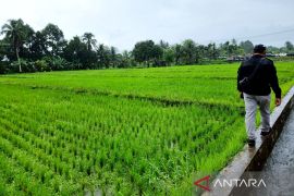 Kementan terapkan skema swakelola percepat cetak sawah di Papua Barat