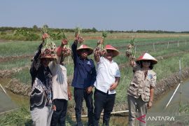 Sekda Demak: IPB diharap bisa atasi "janda pirang" pada bawang merah