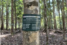 PT SKS Listrik Kalimantan dorong pelestarian biodiversitas melalui Program RIMBA