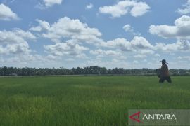 Tanjabtim pastikan 3.771 ha padi aman dari kekeringan