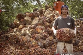 Harga tandan buah sawit di Kaltim periode II Juli naik jadi Rp3.528 per kg
