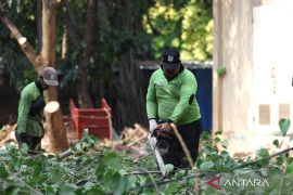 Pemkot Jaktim pangkas 12 ribu lebih pohon rawan tumbang hingga Juli