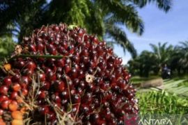 Harga TBS kelapa sawit petani Riau naik, hampir Rp4.000 per kilogram
