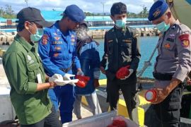 BKSDA Maluku amankan 110 kilogram daging rusa asal Papua Barat di Pelabuhan Bula