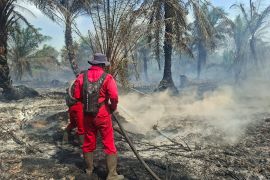 Kebakaran lahan 45 hektare masih membara di Riau, pemadam hadapi sejumlah tantangan