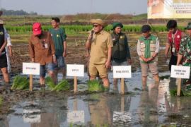 Kalsel kemarin dari KDMP hingga tanam padi