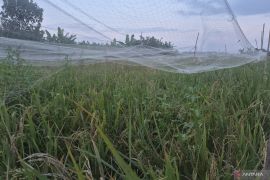 Petani Kota Jambi tunda masa tanam sawah tadah hujan karena pasokan air tiada