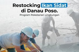 Poso Energy kembali lakukan restocking ikan sidat di Danau Poso untuk lestarikan keanekaragaman hayati