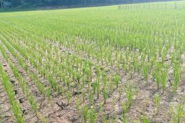 Hadapi kemarau panjang, Distan Lebak ajak petani jadi peserta asuransi