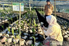 BBPPTP Ambon pastikan mutu benih kelapa untuk petani Gorontalo
