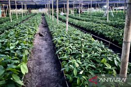 BBPPTP Ambon kawal perluasan 3.500 hektare kakao di Gorontalo