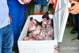 BKHIT Maluku gagalkan penyelundupan 110 Kg daging rusa timor tanpa dokumen
