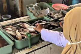 DKPP Kota Madiun pantau mutu dan ketersediaan komoditas ikan di pasar