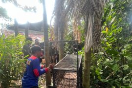 Teror monyet hantui warga di Tembilahan, BBKSDA Riau pasang kandang perangkap