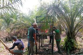 Serang warga Desa Pangkalan Gondai, BB KSDA Riau pasang kandang jebak beruang madu