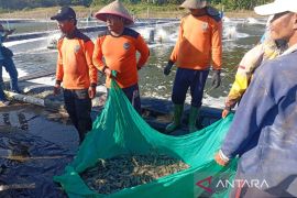 Dinas Perikanan: Kemarau mengganggu kegiatan budi daya ikan dan udang di Cilacap