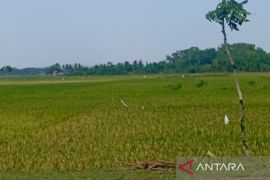 Distan Cilacap prediksi puncak panen padi pada Agustus mencapai 24.000 ha
