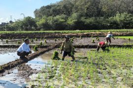 Mentan Amran tinjau sawah dan berikan traktor ke petani di Semarang