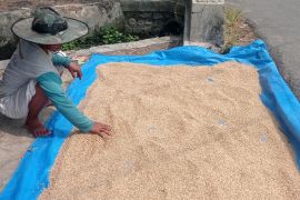Harga gabah di Lebak lampaui HPP, Rp7.500 per kilogram