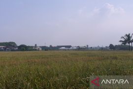 Cianjur maksimalkan pompanisasi untuk tambah debit air irigasi