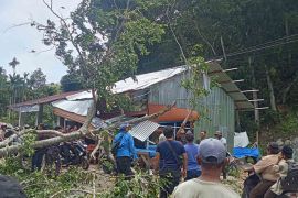 Angin kencang landa Aceh Selatan, sejumlah pohon tumbang