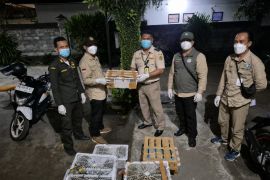 Karantina Bali gagalkan penyelundupan burung ilegal dari NTB